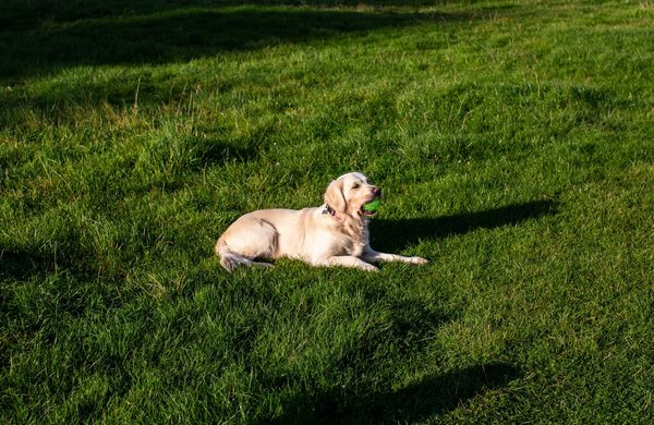Dog Park
